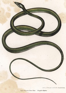 Плетевидка Dryophis Fulgidus (лат.) (из Naturgeschichte der Amphibien in ihren Sämmtlichen hauptformen. Вена. 1864 год)