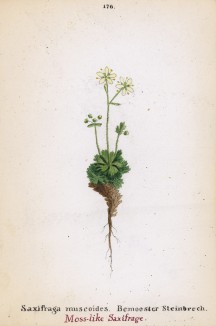 Камнеломка дернистая (Saxifraga muscoides (лат.)) (лист 176 известной работы Йозефа Карла Вебера "Растения Альп", изданной в Мюнхене в 1872 году)