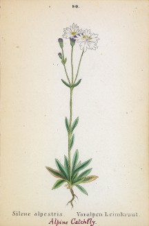 Смолёвка альпийская (Silene alpestris (лат.)) (лист 90 известной работы Йозефа Карла Вебера "Растения Альп", изданной в Мюнхене в 1872 году)