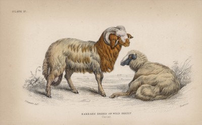 Дикие баран и овца (Barbary broad-tailed sheep (англ.)) (лист 17 тома X "Библиотеки натуралиста" Вильяма Жардина, изданного в Эдинбурге в 1843 году)