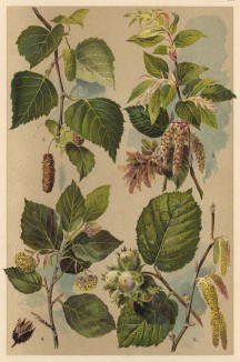 Берёза белая (Betula alba), граб обыкновенный (Caprinus Betulus), лещина обыкновенная, или лесной орех (Corylus Avellana), бук обыкновенный (Fagus silvatica)