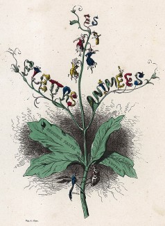 Прекрасный колокольчик. Фронтиспис второй чсати работы Les Fleurs Animées (Ожившие цветы). Иллюстрация Жана Гранвиля. Париж, 1847