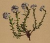 Ярутка бутенелистная (Thlaspi cepeaefolium (лат.)) (из Atlas der Alpenflora. Дрезден. 1897 год. Том II. Лист 147)