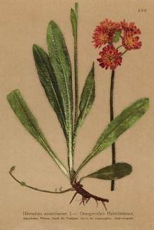 Ястребинка оранжево-красная (Hieracium aurantiacum (лат.)) (из Atlas der Alpenflora. Дрезден. 1897 год. Том V. Лист 496)
