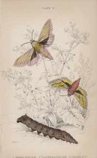 Бражник средний винный и малый винный (1. Elephant Hawk-moth 2. Small Elephant Hawk-moth 3. Caterpillar of Do. (англ.)) (лист 11 тома XL "Библиотеки натуралиста" Вильяма Жардина, изданного в Эдинбурге в 1843 году)