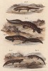 Саламандры со всех концов света (из Naturgeschichte der Amphibien in ihren Sämmtlichen hauptformen. Вена. 1864 год)