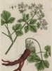 Smyrnium olusatrum (лат.) -- разновидность петрушки. Растение названо так за чёрный цвет плодов (лист 408 "Гербария" Элизабет Блеквелл, изданного в Нюрнберге в 1760 году)