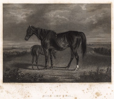 Вороная кобыла с жеребёнком. Гравюра с живописного оригинала художника Джона Лапорта. Лондон, 1837