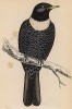 Оляпка, или чёрный (воядной) дрозд (Ouzel (англ.)), середины XIX века
