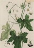 Белый переступень (Bryonia alba (лат.)) (лист 533а "Гербария" Элизабет Блеквелл, изданного в Нюрнберге в 1760 году)