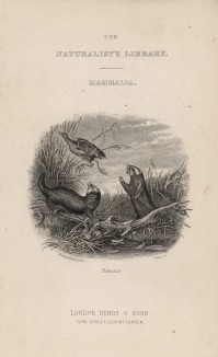 Титульный лист VII тома "Библиотеки натуралиста" Вильяма Жардина, изданного в Эдинбурге в 1838 году и посвящённого итальянскому естествоиспытателю Улиссе Альдрованди (на миниатюре сцена охоты хорьков на птицу)