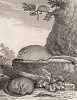 Очаровательные сони (лист XIII иллюстраций к третьему тому знаменитой "Естественной истории" графа де Бюффона, изданному в Париже в 1750 году)
