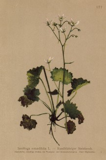 Камнеломка круглолистная (Saxifraga rotundifolia (лат.)) (из Atlas der Alpenflora. Дрезден. 1897 год. Том II. Лист 177)