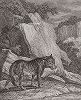 Рыщущий волк. Гравюра Иоганна Элиаса Ридингера из Entwurff Einiger Thiere ..., Аугсбург, 1740. 