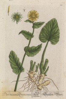 Дороникум (Doronicum (лат.)) — травянистые корневищные многолетники семейства астровые (лист 239 "Гербария" Элизабет Блеквелл, изданного в Нюрнберге в 1757 году)