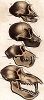 Сравнительная анатомия черепа примата, бабуина и обезьяны. 