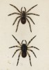 Тарантулы Lycosa Tarantula, Latr. Walk. (лат.) (лист III. 2 из Monographie der spinne... Нюрнберг. 1829 год (экземпляр № 26 из 100))