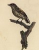 Птичка-вертишейка из рода небольших дятлов Старого света (лист из альбома литографий "Галерея птиц... королевского сада", изданного в Париже в 1822 году)