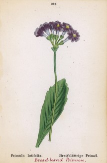 Примула широколистная (Primula latifolia (лат.)) (лист 349 известной работы Йозефа Карла Вебера "Растения Альп", изданной в Мюнхене в 1872 году)