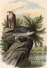 Сапсаны перед охотой. Сапсан - самая быстрая птица (и животное вообще) в мире - в нападении она способна развить скорость свыше 322 км/ч (90 м/с). л.XXV работы Оскара фон Ризенталя "Хищные птицы Германии", Кассель, 1894