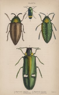 Жуки златки и блестянки (1. Buprestis chrysis 2. B. Bicolor 3. B. Sternicornis 4. B. Amoena (лат.)) (лист 6 XXXV тома "Библиотеки натуралиста" Вильяма Жардина, изданного в Эдинбурге в 1843 году)