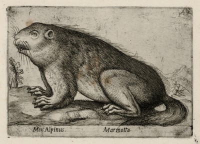 Сурок, или альпийская мышь (лист из альбома Nova raccolta de li animali piu curiosi del mondo disegnati et intagliati da Antonio Tempesta... Рим. 1651 год)