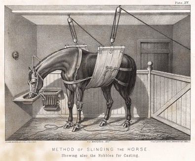 Метод строповки лошади. The Book of Field Sports and Library of Veterinary Knowledge. Лондон, 1864