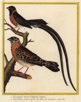 Африканские райские вдовушки (Vidua paradisea (лат.)) (из Table des Planches Enluminées d'Histoire Naturelle de M. D'Aubenton (фр.). Утрехт. 1783 год (лист 194))