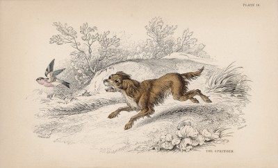 Английский спрингер-спаниель (Springer dog (англ.)) (лист 16 тома V "Библиотеки натуралиста" Вильяма Жардина, изданного в Эдинбурге в 1840 году)