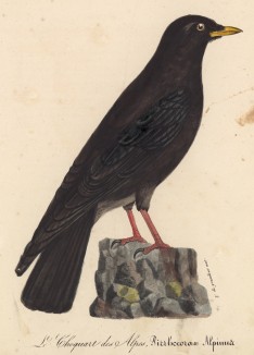Клушица альпийская (Pyrrhocorax alpinus (лат.)) (лист из альбома литографий "Галерея птиц... королевского сада", изданного в Париже в 1822 году)