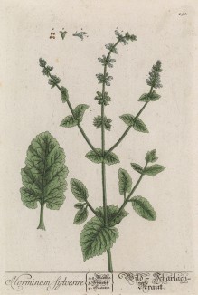 Дикий шалфей (Salvia Horminum (лат.)) (лист 258 "Гербария" Элизабет Блеквелл, изданного в Нюрнберге в 1757 году)