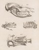 Череп, кости и позвонки (лист LI иллюстраций к десятому тому знаменитой "Естественной истории" графа де Бюффона, изданному в Париже в 1763 году)