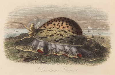 Каури, ципрея, или фарфоровая улитка (раковины использовались на островах Океании в качестве валюты) (иллюстрация к работе Ахилла Конта Musée d'histoire naturelle, изданной в Париже в 1854 году)