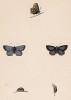 Бабочка голубянка икар (лат. Papilio Icarus), её гусеница и куколка. History of British Butterflies Френсиса Морриса. Лондон, 1870, л.62