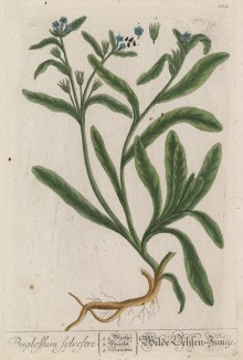 Воловик итальянский, или вологлодка (лист 234 "Гербария" Элизабет Блеквелл, изданного в Нюрнберге в 1757 году)
