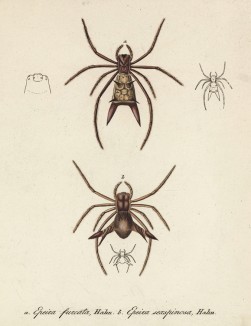 Два паука крестовика семейства Epeira (лат.) (лист III. 4 из Monographie der spinne... Нюрнберг. 1829 год (экземпляр № 26 из 100))