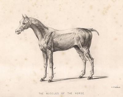 Мускулатура лошади. The Book of Field Sports and Library of Veterinary Knowledge. Лондон, 1864