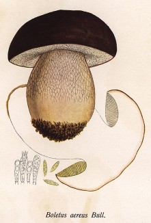 Боровик бронзовый, он же белый гриб тёмно-бронзовый, медный и грабовый, Boletus aereus Bull. (лат.). Дж.Бресадола, Funghi mangerecci e velenosi, т.II, л.170. Тренто, 1933