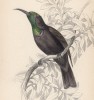 Нектарница Nectarinia Stangerii (лат.) (лист 15 тома XVI "Библиотеки натуралиста" Вильяма Жардина, изданного в Эдинбурге в 1843 году)