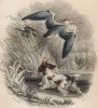 Титульный лист XXVI тома тома "Библиотеки натуралиста" Вильяма Жардина, изданного в Эдинбурге в 1842 году и посвящённого натуралисту Джону Уокеру (на миниатюре охотничья сцена на болоте)