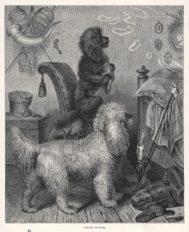 Немецкие пудели из "Книги собак" Веро Шоу, изданной в Лондоне в 1881 году