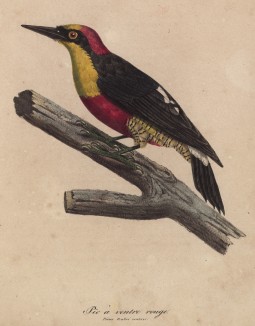 Краснобрюхий дятел (лист из альбома литографий "Галерея птиц... королевского сада", изданного в Париже в 1822 году)