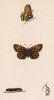 Бабочка шашечница аталия, или тёмно-бурая шашечница (лат. Papilio Athalia), её гусеница и куколка. History of British Butterflies Френсиса Морриса. Лондон, 1870, л.47