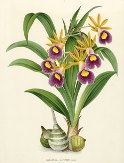 Орхидея GALEANDRA BATEMANI (лат.) (лист DCCXXIX Lindenia Iconographie des Orchidées - обширнейшей в истории иконографии орхидей. Брюссель, 1901)