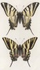 Бабочки парусник подалирий (Papilio Podalirius) и парусник аякс (Papilio Ajax (лат.)) (лист 14)