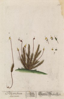 Кукушкин лён -- разные виды мхов из рода Polytrichum (лист 375 "Гербария" Элизабет Блеквелл, изданного в Нюрнберге в 1757 году)