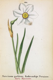 Нарцисс поэтический (Narcissus poeticus (лат.)) (лист 384 известной работы Йозефа Карла Вебера "Растения Альп", изданной в Мюнхене в 1872 году)