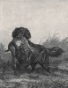 Ретривер, поймавший зайца (из "Книги собак" Веро Шоу, изданной в Лондоне в 1881 году)