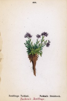 Камнеломка Фачини (Saxifraga Fachinii (лат.)) (лист 180 известной работы Йозефа Карла Вебера "Растения Альп", изданной в Мюнхене в 1872 году)