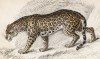 Ягуар (Felis Onca (лат.)) (лист 10 тома III "Библиотеки натуралиста" Вильяма Жардина, изданного в Эдинбурге в 1834 году)